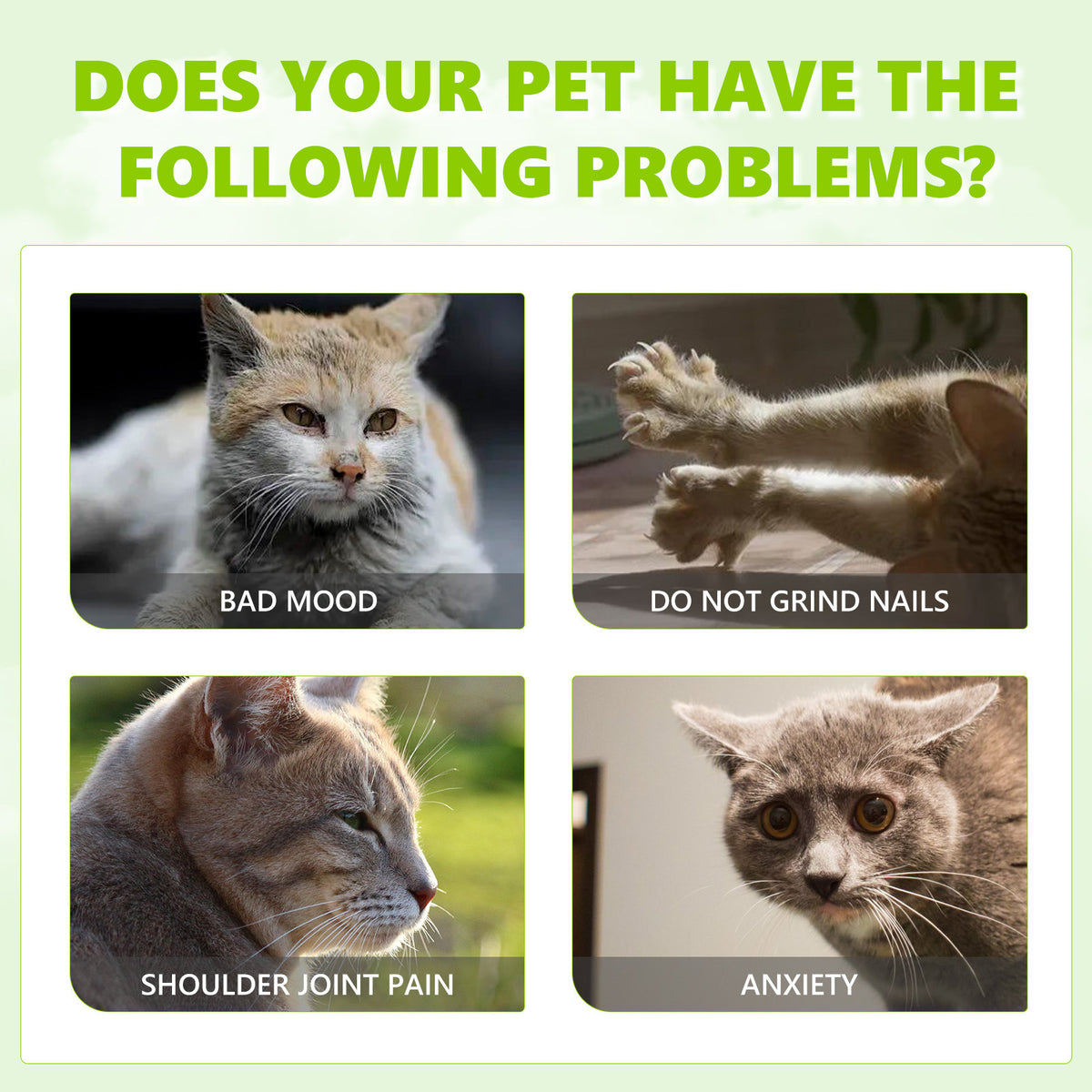 Phalam Pet Catnip Spray – Natural Anxiety Relief & Vitality Boost for Cats